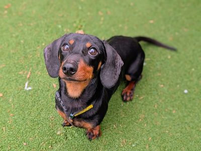 Tater | Dachshund (Kaninchen/Rabbit, Smooth Haired) | Cardiff - 3
