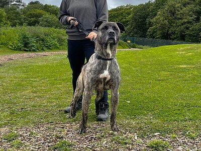 Sully | Mastiff Cross | Canterbury - 3