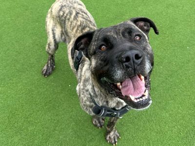Sully | Mastiff Cross | Canterbury - 2