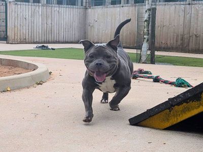Blue, a 2 years old male Pocket Bully available for adoption from Dogs Trust in Greater Manchester
