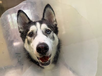 Blaidd, a 1 year old male Siberian Husky available for adoption from Dogs Trust in Essex