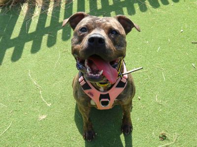 Boo, a 2 years old female Staffordshire Bull Terrier available for adoption from Dogs Trust in Greater London