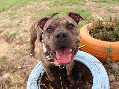Boo, a 2 years old female Staffordshire Bull Terrier X available for adoption from Dogs Trust in Greater London