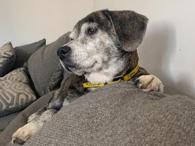 Honey | Beagle Cross | Cardiff - 3