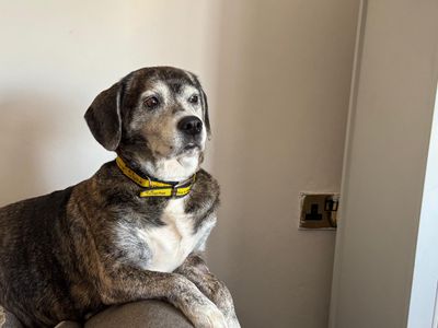 Honey | Beagle Cross | Cardiff - 1