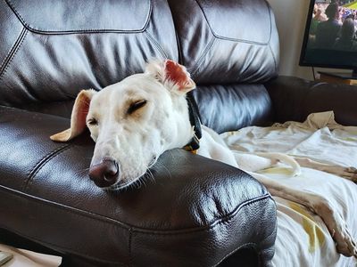 Rico, a 2 years old male Saluki X available for adoption from Dogs Trust in Scotland