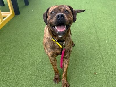 Sarabi | Terrier (Staffordshire Bull) Cross | Canterbury - 3