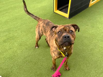 Sarabi | Terrier (Staffordshire Bull) Cross | Canterbury - 1