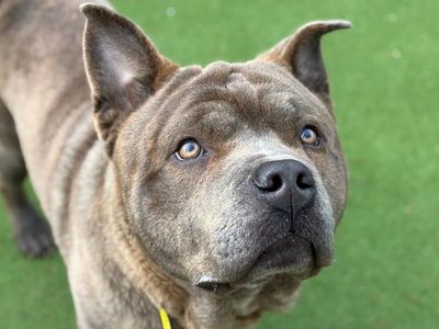 Casso, a 4 years old male Shar Pei available for adoption from Dogs Trust in Kent