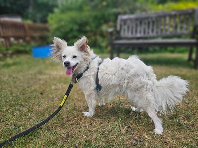 Lucy, a 11 years old female Chihuahua available for adoption from Dogs Trust in Berkshire
