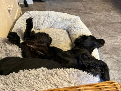 Annie, a 7 years old female Schnauzer available for adoption from Dogs Trust in Devon