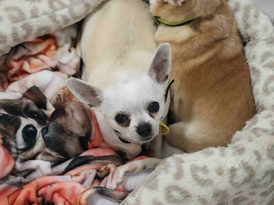 Daisy and Harley | Chihuahua (Smooth Coat) | Glasgow - 3