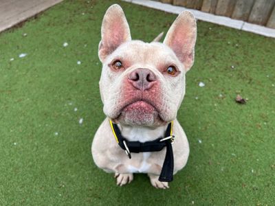 Meatball | American Bully Pocket Cross | Cardiff - 2