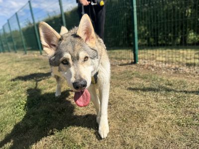 Warner, a 6 years old male German Shepherd X available for adoption from Dogs Trust in Essex