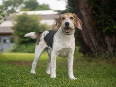 Buzz, a 7 years old male Beagle available for adoption from Dogs Trust in Warwickshire