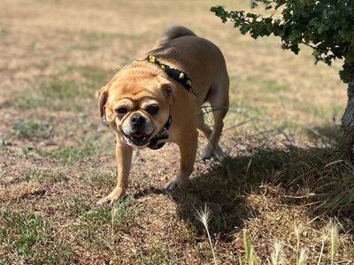 Dougie, a 4 years old male Pug available for adoption from Dogs Trust in Norfolk