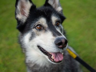 Cali, a 8 years old female Siberian Husky available for adoption from Dogs Trust in Berkshire