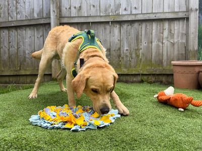 Dexter, a 1 year old male Labrador available for adoption from Dogs Trust in Scotland
