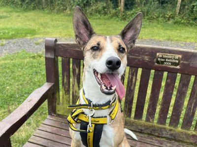 Little Gem, a 2 years old female Whippet available for adoption from Dogs Trust in Northern Ireland
