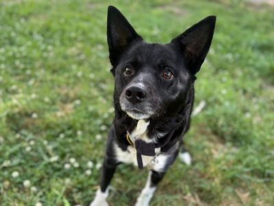 Sherlock, a 12 years old male Border Collie available for adoption from Dogs Trust in Shropshire