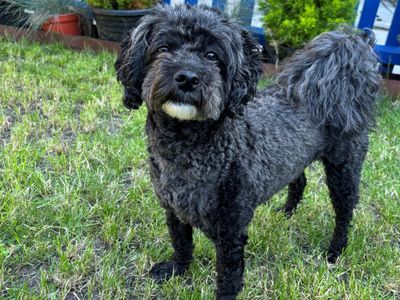 Marv, a 4 years old male Lhasa Apso available for adoption from Dogs Trust in Norfolk