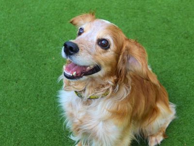 Bailey, a 8 years old male Cocker Spaniel available for adoption from Dogs Trust in Greater Manchester