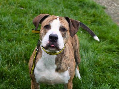 Poppy, a 6 years old female Staffordshire Bull Terrier X available for adoption from Dogs Trust in Greater Manchester