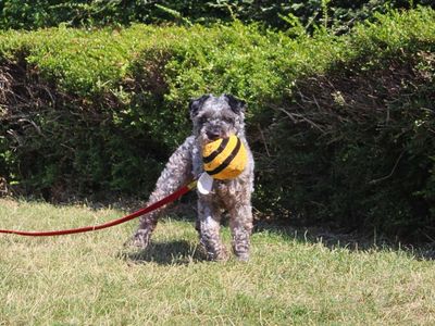 Victor, a 8 years old male Kerry Blue Terrier X available for adoption from Dogs Trust in Greater Manchester