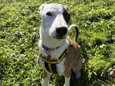 Izzy, a 1 year old female Whippet X available for adoption from Dogs Trust in Northern Ireland