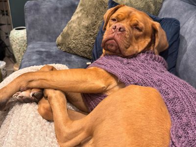 Daisy, a 5 years old female Dogue De Bordeaux available for adoption from Dogs Trust in Kent
