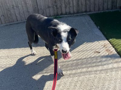 Vimto, a 3 years old male Border Collie available for adoption from Dogs Trust in Essex