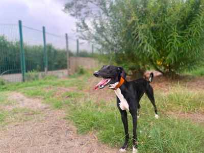 Bonnie, a 1 year old female Saluki available for adoption from Dogs Trust in Essex
