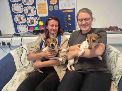 Peony, a 3 years old female Jack Russell Terrier available for adoption from Dogs Trust in Leicestershire