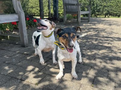Bloom, a 6 years old female Jack Russell Terrier available for adoption from Dogs Trust in Essex