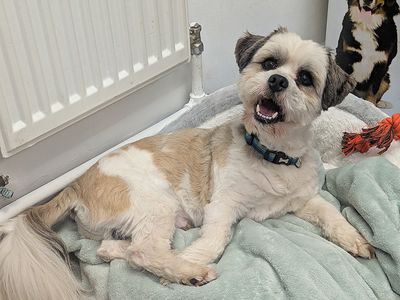 Milo, a 3 years old male Lhasa Apso available for adoption from Dogs Trust in West Yorkshire