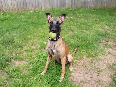 Sirius Black, a 1 year old male Belgian Shepherd available for adoption from Dogs Trust in County Durham