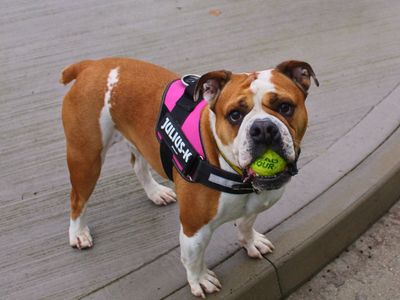 Layla, a 6 years old female Bulldog available for adoption from Dogs Trust in Greater Manchester