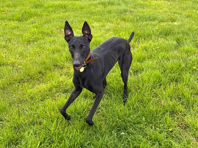Lilo Longlegs, a 3 years old male Lurcher available for adoption from Dogs Trust in Scotland