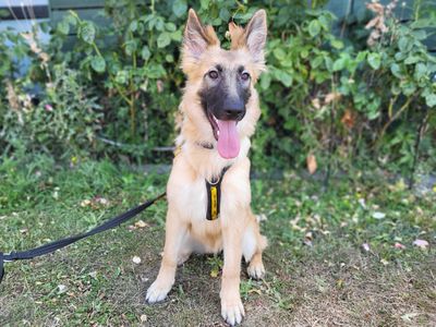 Ella, a 1 year old female Belgian Shepherd available for adoption from Dogs Trust in Greater London