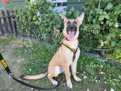 Cersei, a 1 year old female Belgian Shepherd available for adoption from Dogs Trust in Greater London