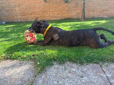 Bambi, a 10 years old female Staffordshire Bull Terrier available for adoption from Dogs Trust in West Midlands