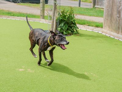 Bambi, a 11 years old female Staffordshire Bull Terrier X Crossbreed available for adoption from Dogs Trust in West Midlands