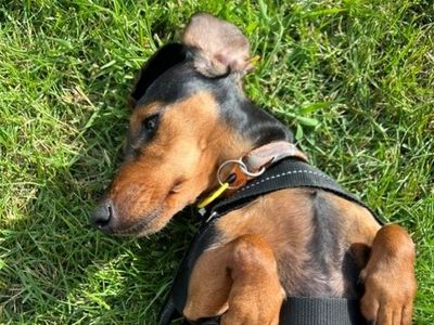 Dolly Daxi, a 5 years old female Dachshund available for adoption from Dogs Trust in West Sussex