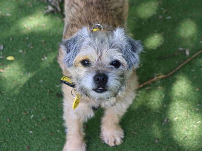 Honey, a 10 years old female Border Terrier available for adoption from Dogs Trust in Scotland