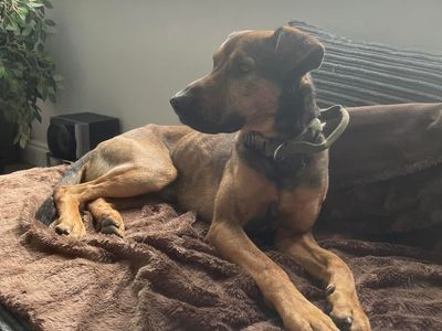 Alfie, a 5 years old male German Shepherd available for adoption from Dogs Trust in Warwickshire