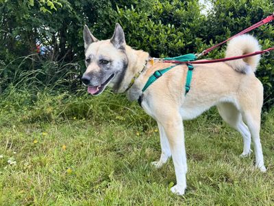 Mulan, a 3 years old female Akita X available for adoption from Dogs Trust in Wiltshire