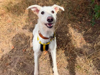 Coconut, a 1 year old male Lurcher available for adoption from Dogs Trust in Shropshire