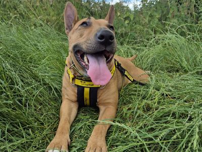 Daphne, a 7 years old female Bull Terrier available for adoption from Dogs Trust in Shropshire