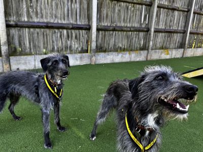 Hector, a 2 years old male Bedlington Terrier available for adoption from Dogs Trust in Wiltshire