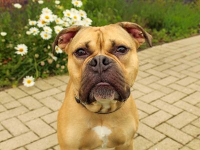 Dennis, a 1 year old male Bullmastiff available for adoption from Dogs Trust in County Durham